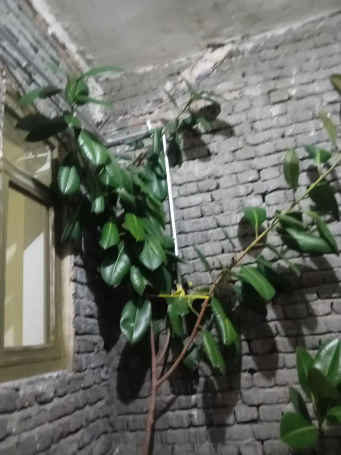 گل خانگی قشنگ|گل و گیاه طبیعی|سیلوانه, |دیوار