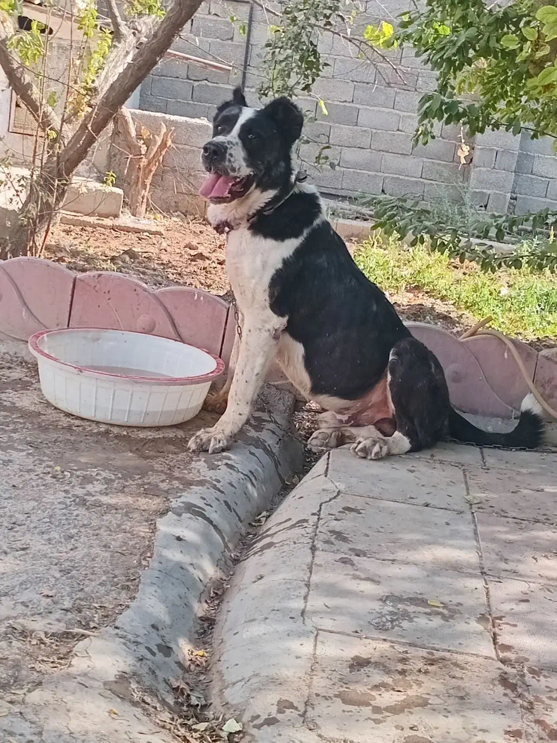 سگ نگهبان|سگ|احمدآبادمستوفی, |دیوار