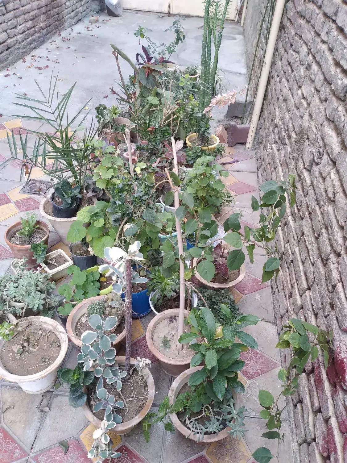 فر ش گل های متنوع|گل و گیاه طبیعی|سلماس, |دیوار