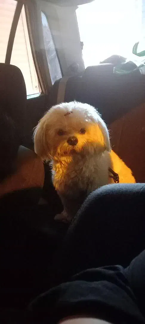 شیتزو وایت واگذاری به شرط|سگ|رشت, حومه رشت|دیوار