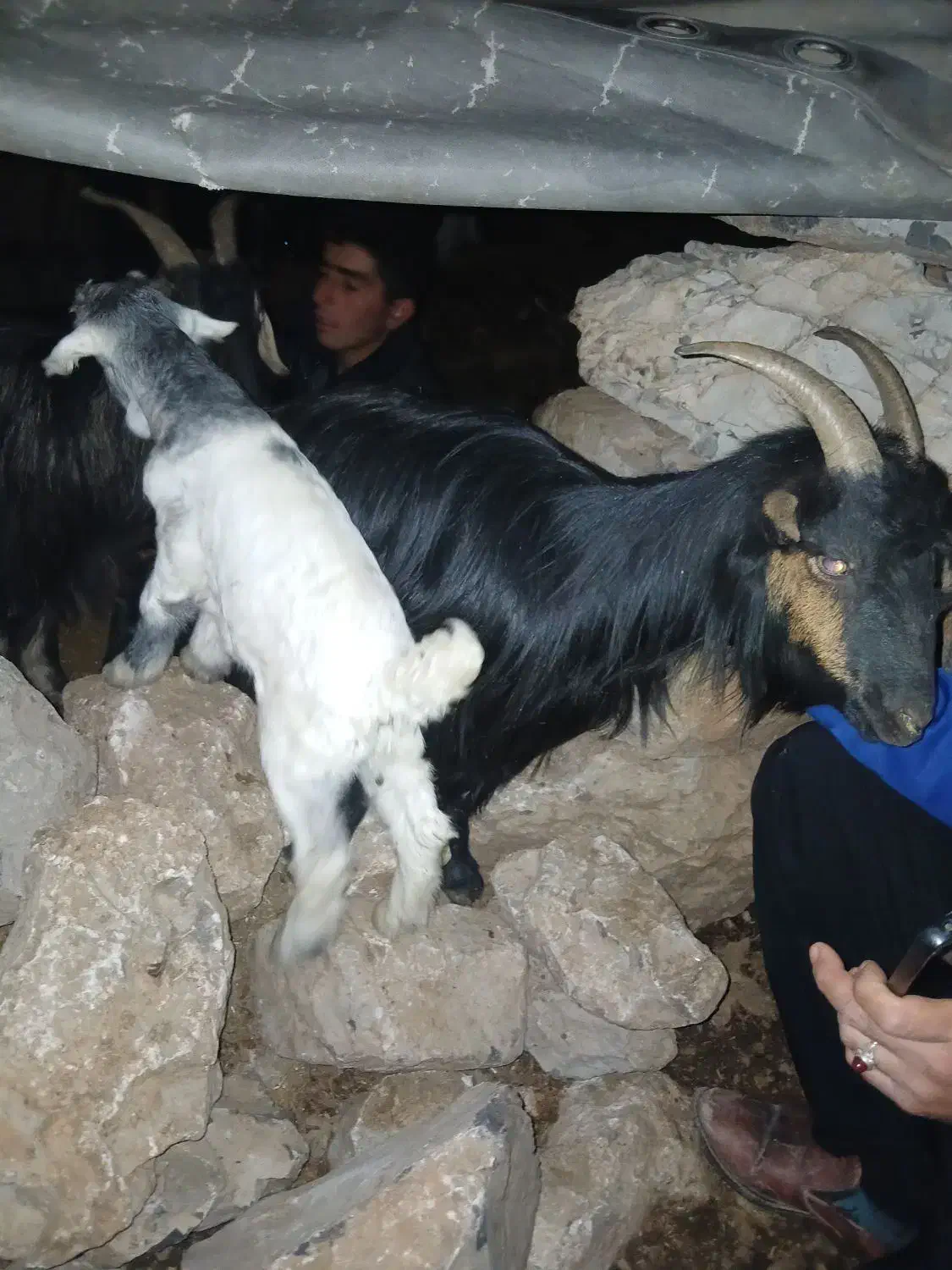 بز داشتی با بیگ|حیوانات مزرعه|دزفول, |دیوار