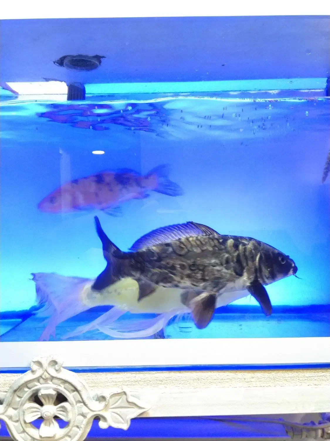 ماهی و اکواریوم|ماهی|تهران, جوادیه تهرانپارس|دیوار