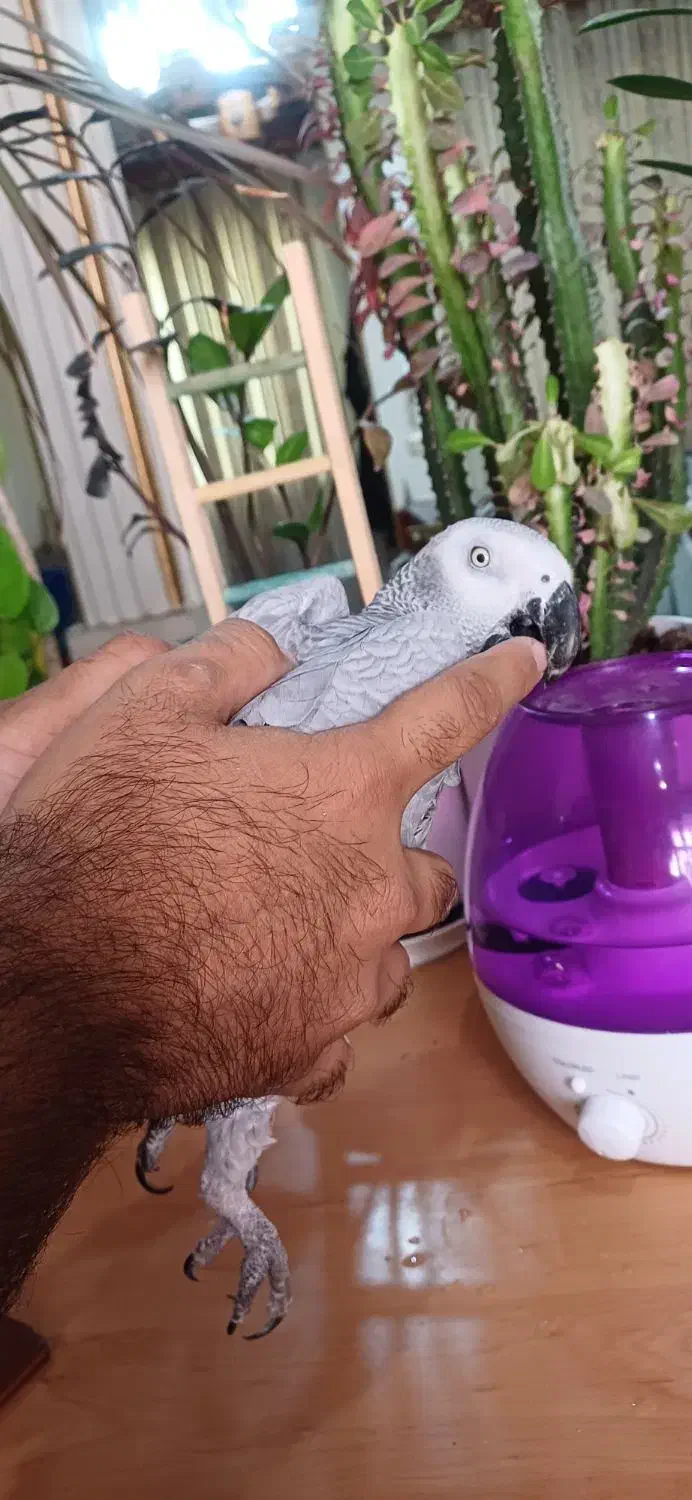 کاسکو پر صحبت باهوش درشت شاه تخم زیبا|پرنده|تهران, اسکندری|دیوار