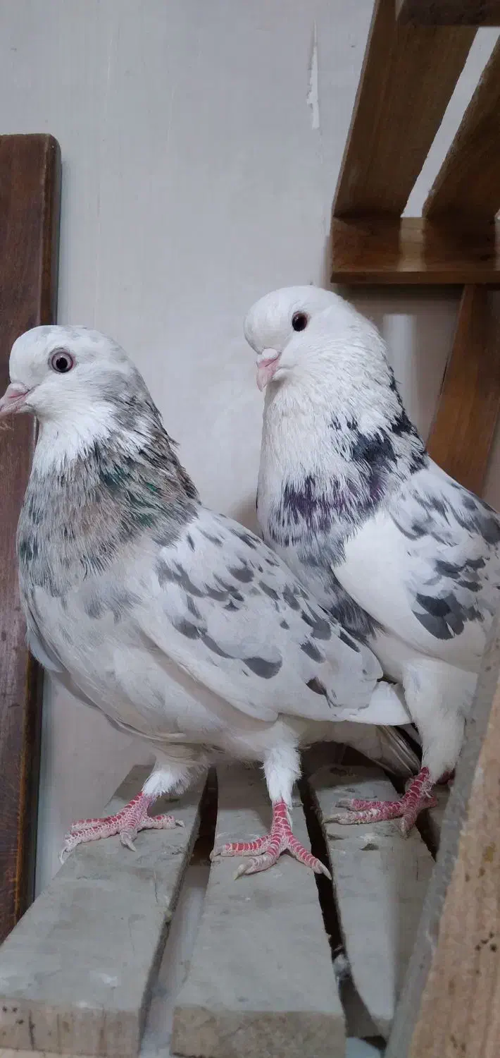 سرور 'هماسرور نروماده پرشی|پرنده|اصفهان, مصلی|دیوار