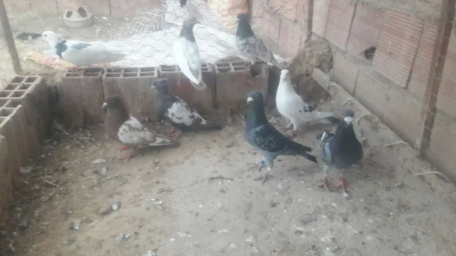 کبوتر صید|پرنده|گرمخان, |دیوار