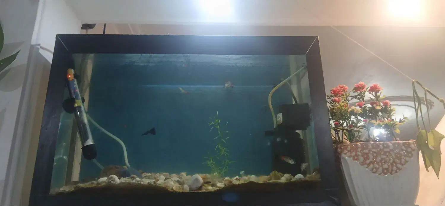 باسلام ماهی گوپی همه نژاد|ماهی|خرم‌آباد, |دیوار