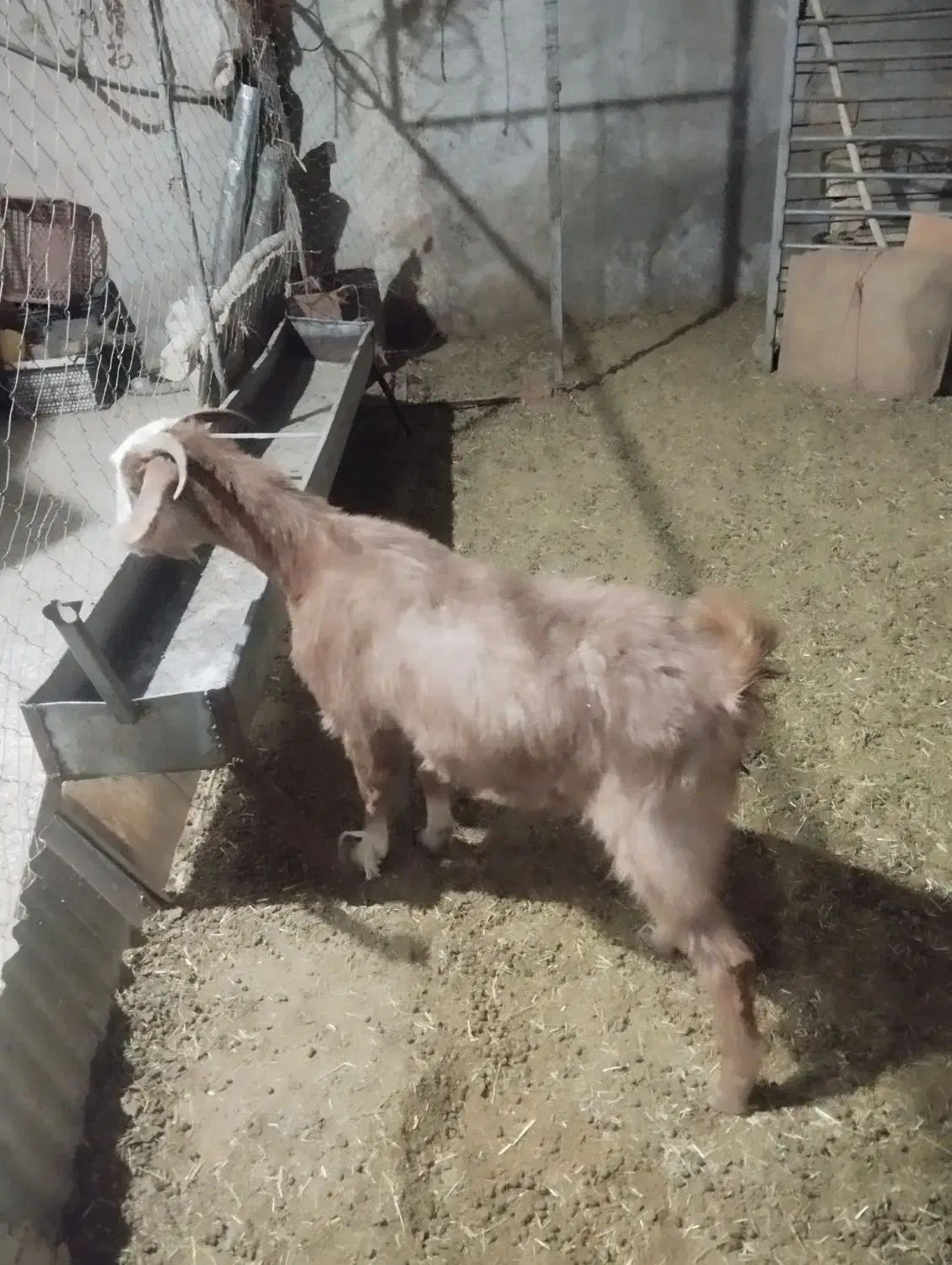 بز ابستن|حیوانات مزرعه|شهرکرد, |دیوار