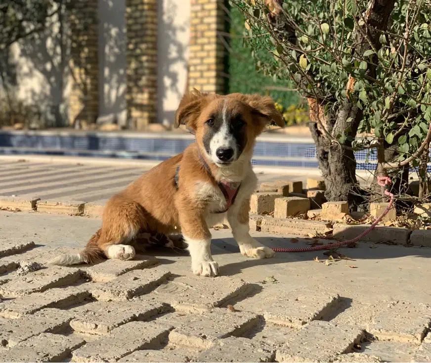 واگذاری توله سگ پاکوتاه نر|سگ|کرج, فاز ۱ مهرشهر|دیوار