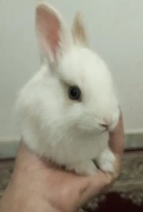 بچه خرگوش|موش و خرگوش|زرند, |دیوار