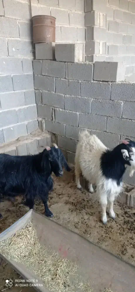 بزآبستن|حیوانات مزرعه|جهرم, |دیوار