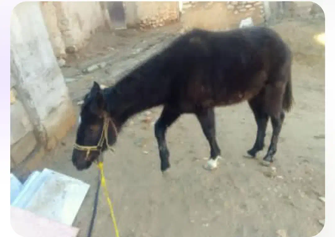 اسب|اسب و تجهیزات اسبسواری|جلگه شوقان, |دیوار