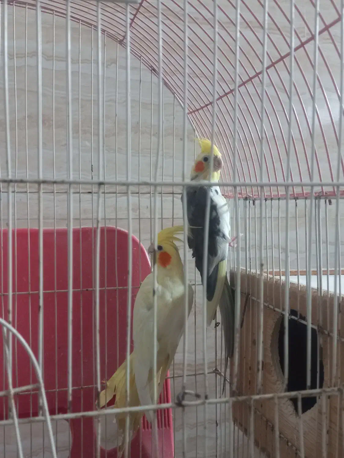 عروس هلندی|پرنده|رشت, پیرکلاچای|دیوار