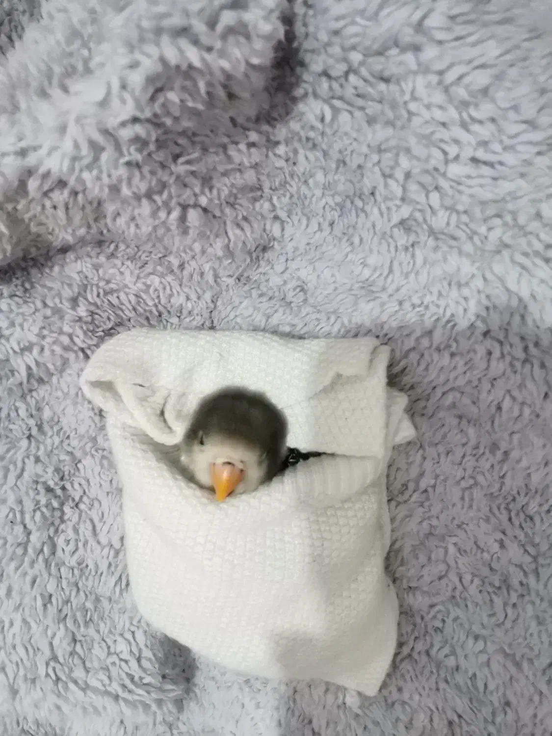 کوتوله پیدا شده...|پرنده|میبد, |دیوار