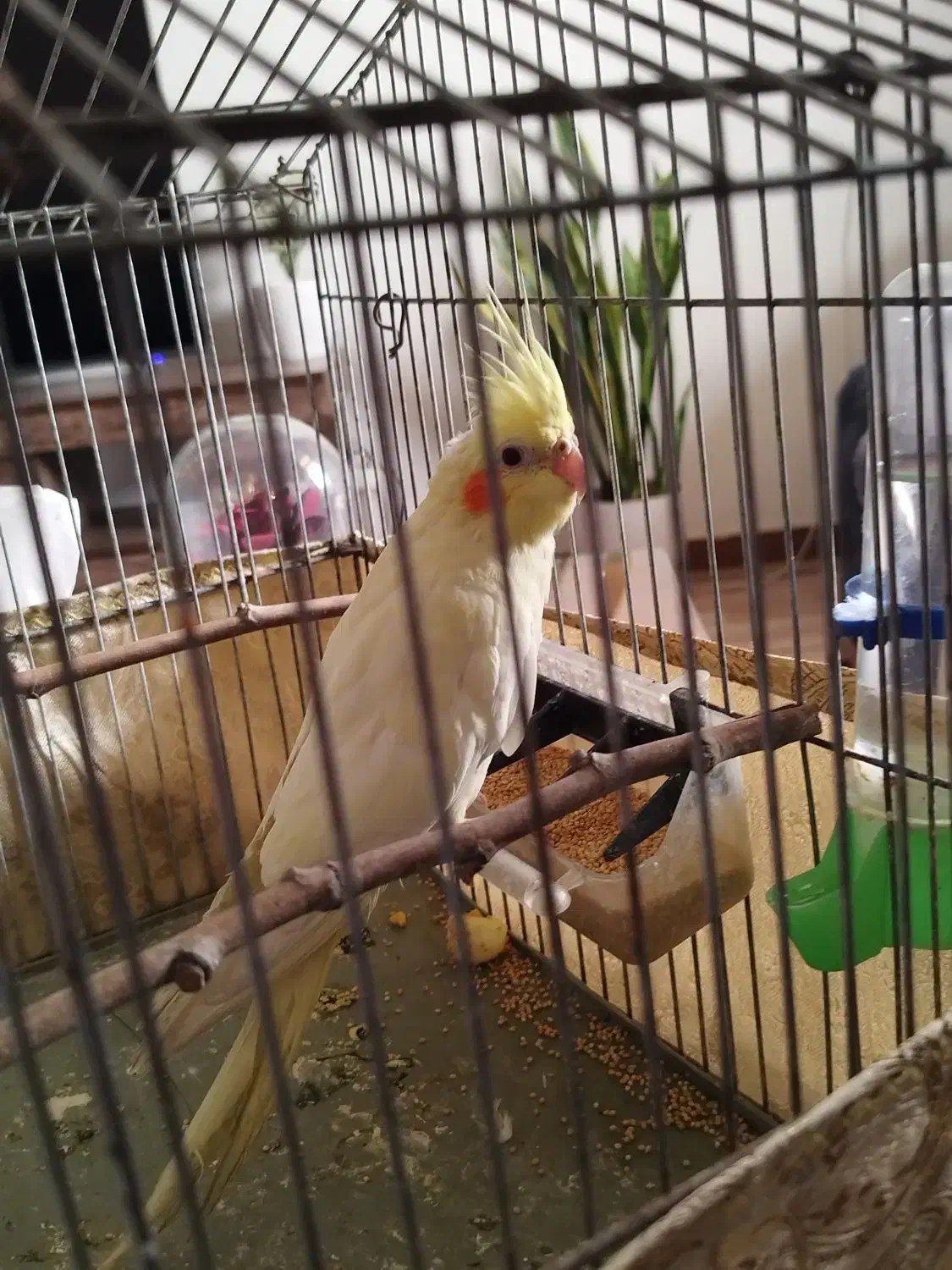 عروس هلندی نر|پرنده|تهران, قصر فیروزه ۲|دیوار