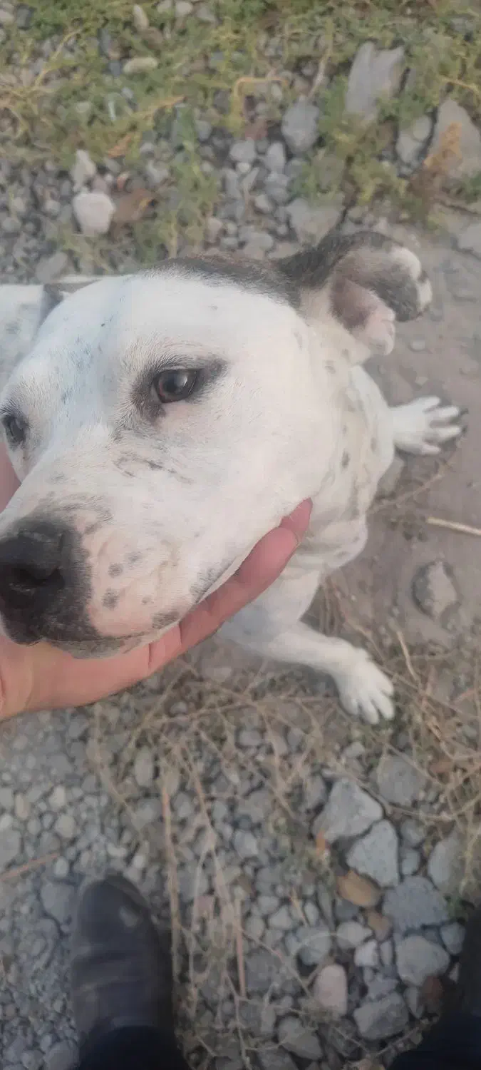 واگذاری پیتبول|سگ|بناب, |دیوار