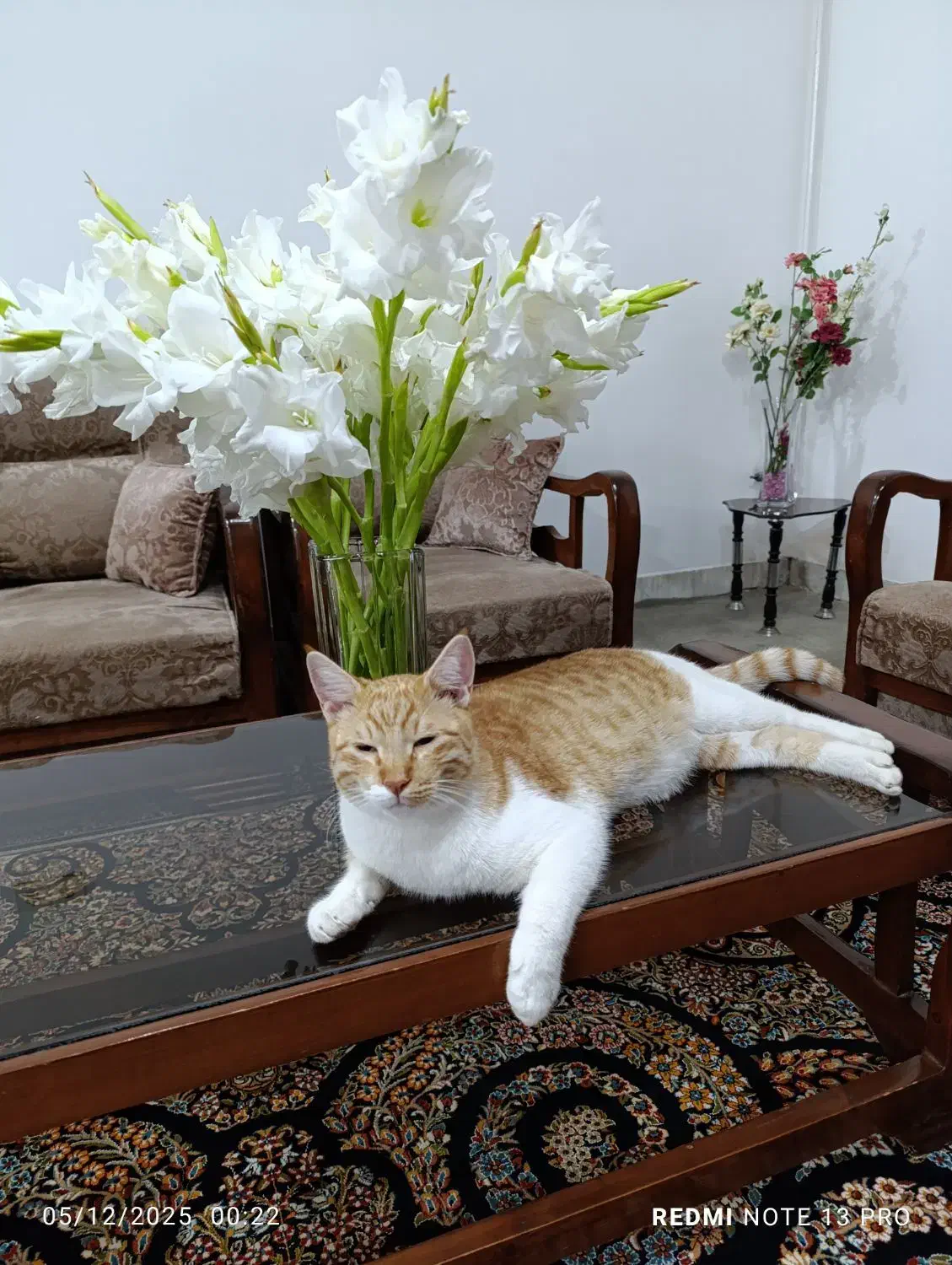 گربه گمشده|حیوانات|سرخنکلاته, |دیوار