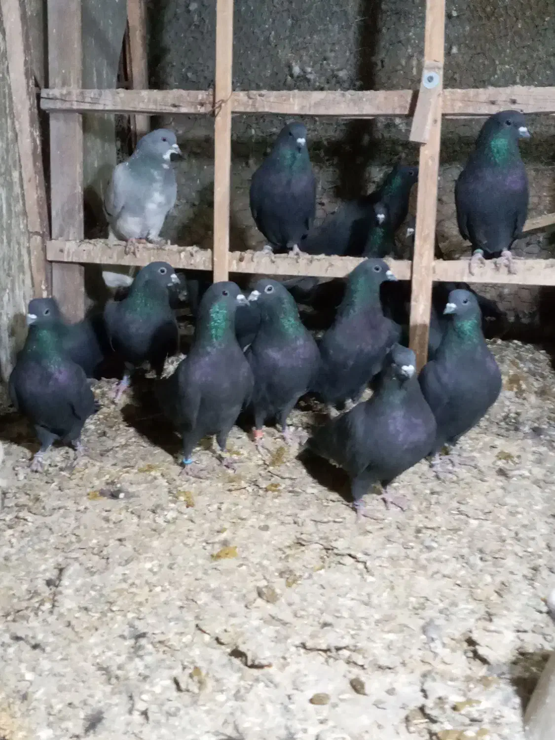 کفتر  غللاغ|پرنده|اصفهان, زاجان|دیوار