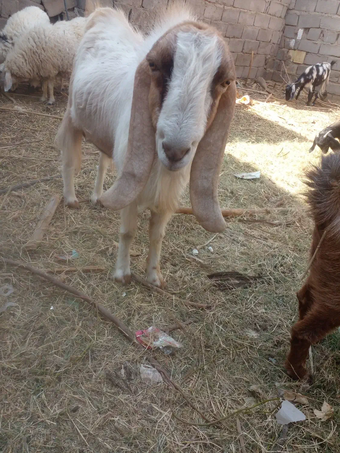 نری پاکستانی خیلی خیلی چاق|حیوانات مزرعه|گنبکی, |دیوار