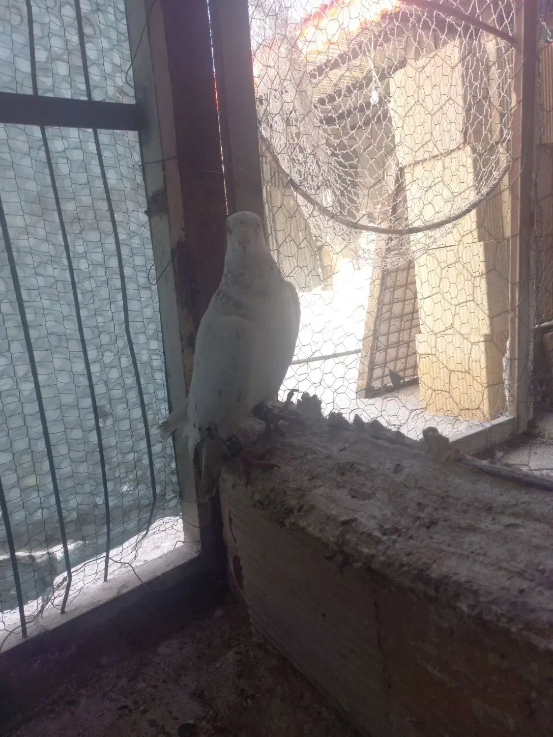 کبوتر سار نر|پرنده|مشهد, تلگرد|دیوار