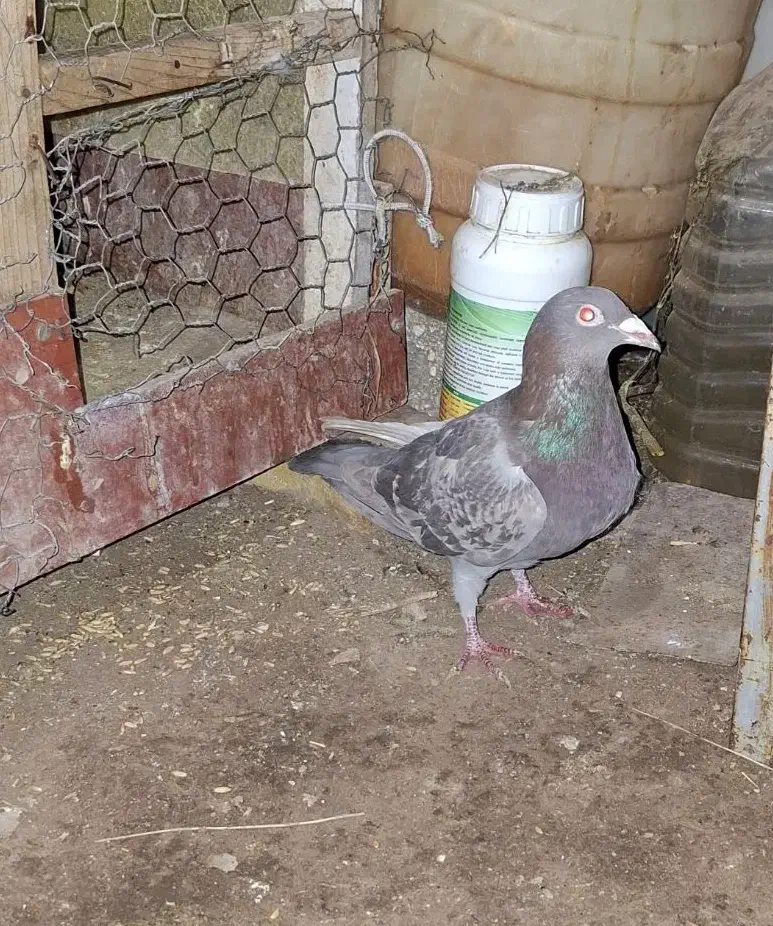 کبوتر|پرنده|بستان آباد, |دیوار