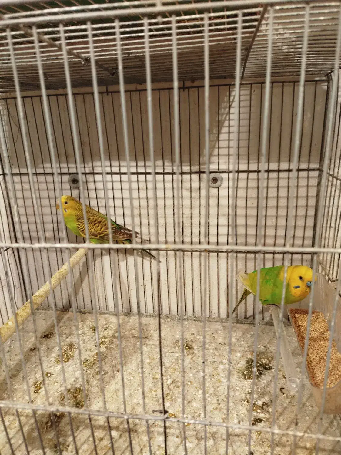 مرغ عشق|پرنده|گرگان, |دیوار