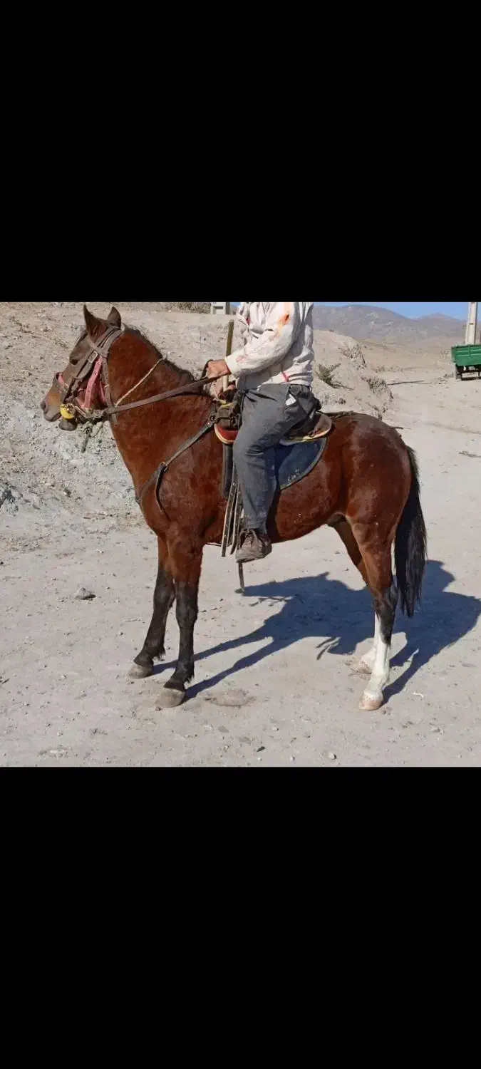 اسب نر|اسب و تجهیزات اسب‌سواری|اهر, |دیوار