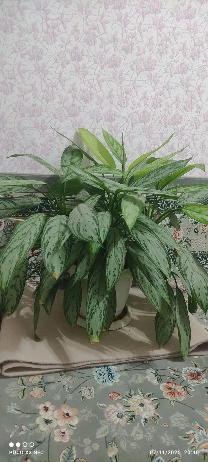 گل طبیعی زیبا وشاداب|گل و گیاه طبیعی|جوانرود, |دیوار