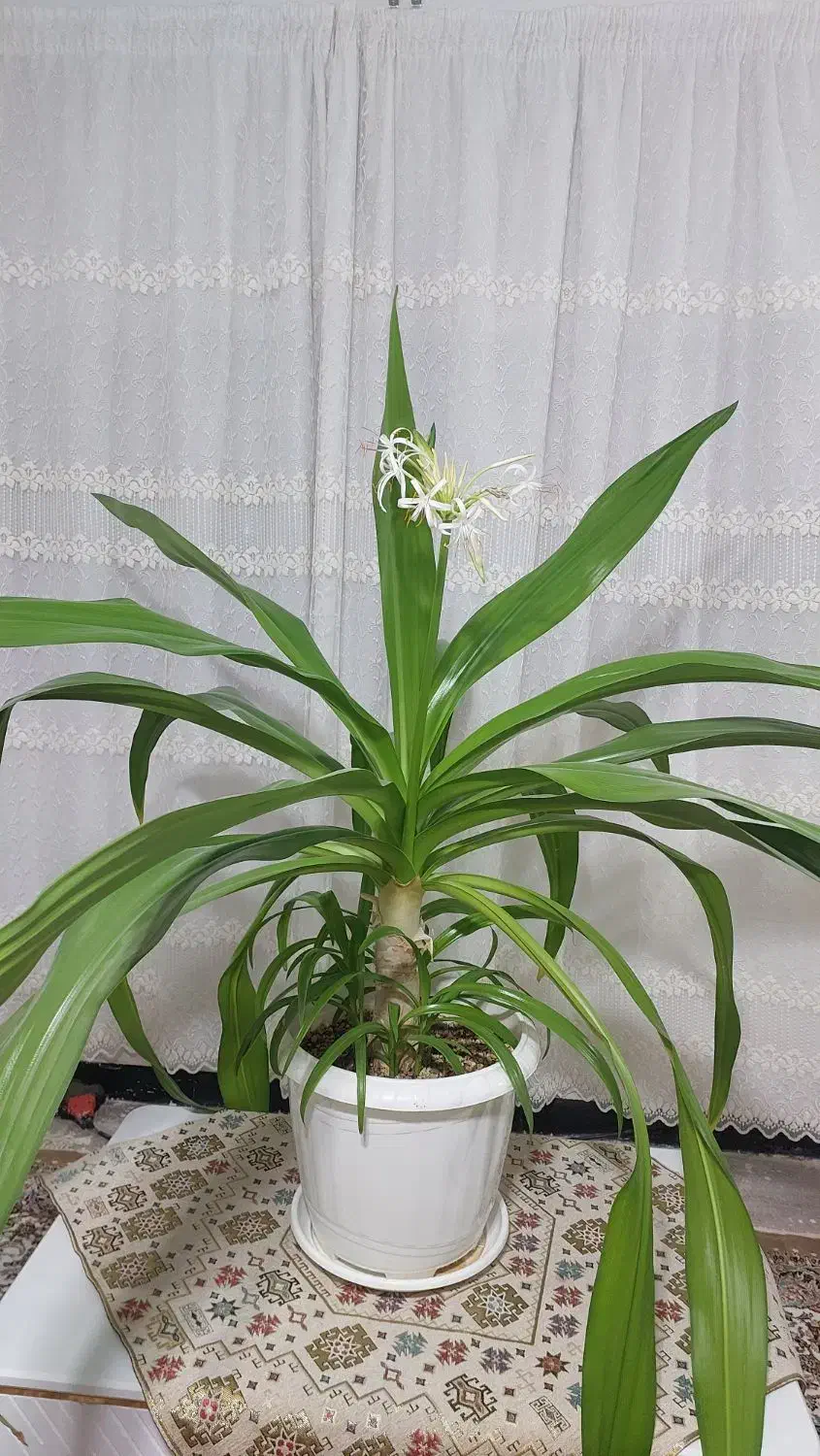 گل برگ موزی5 ساله|گل و گیاه طبیعی|بم, |دیوار