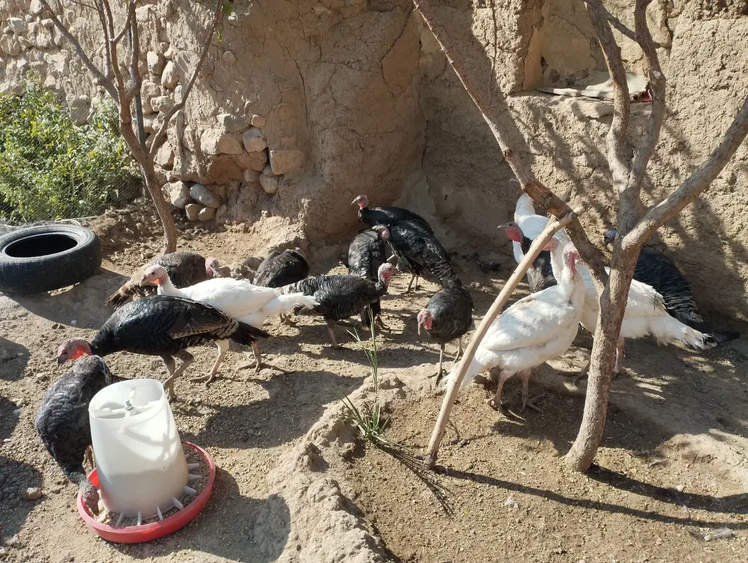 بوقلمون|حیوانات مزرعه|صحنه, |دیوار