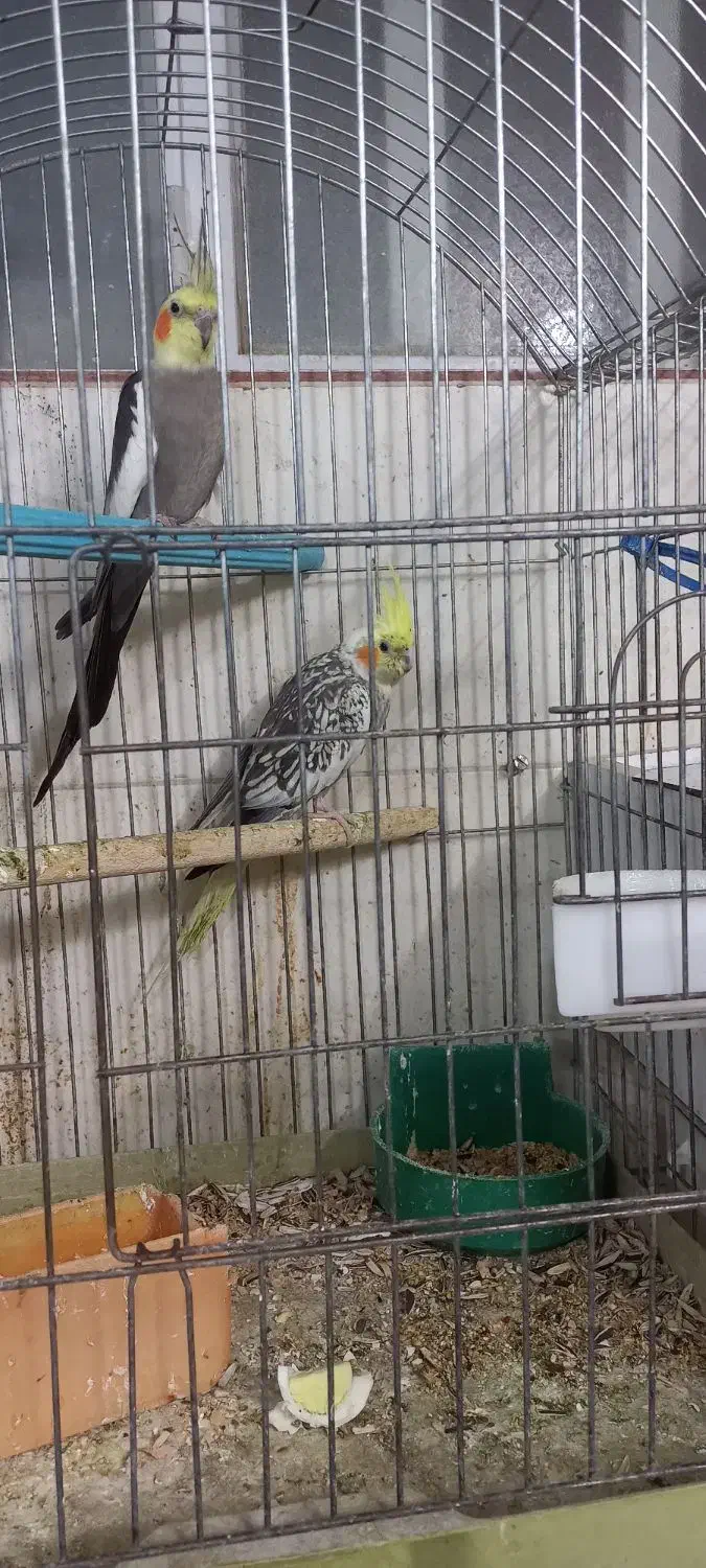 عروس مولدوزیبا|پرنده|اردکان, |دیوار