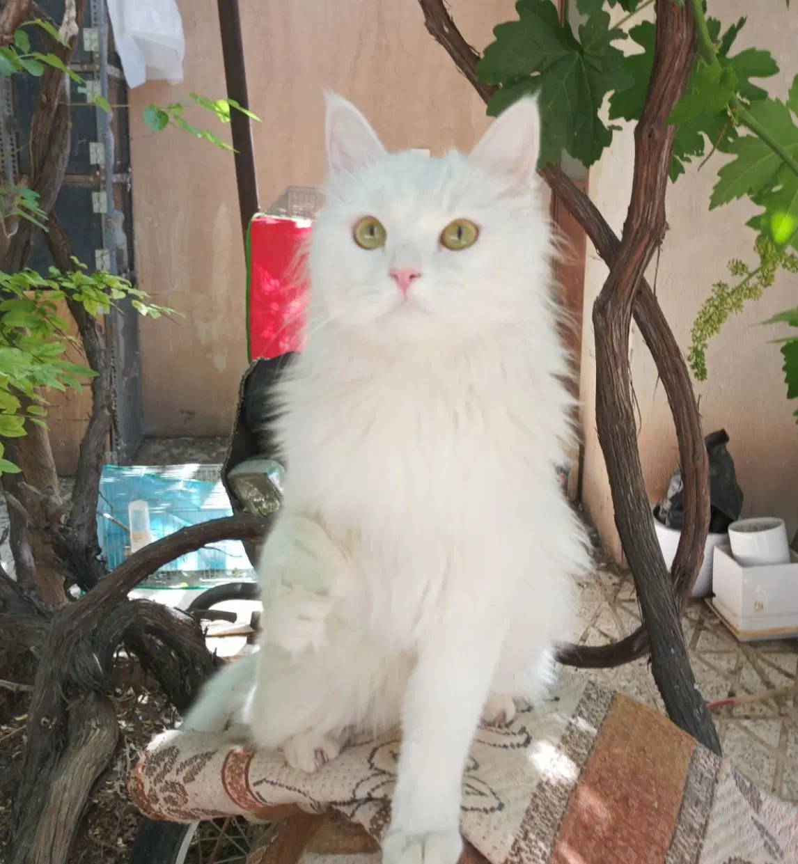 گربه|گربه|کرمان, |دیوار