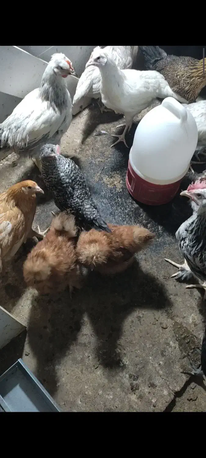 فروش نیمچه مرغ و خروس|حیوانات مزرعه|اصفهان, کارلادان|دیوار