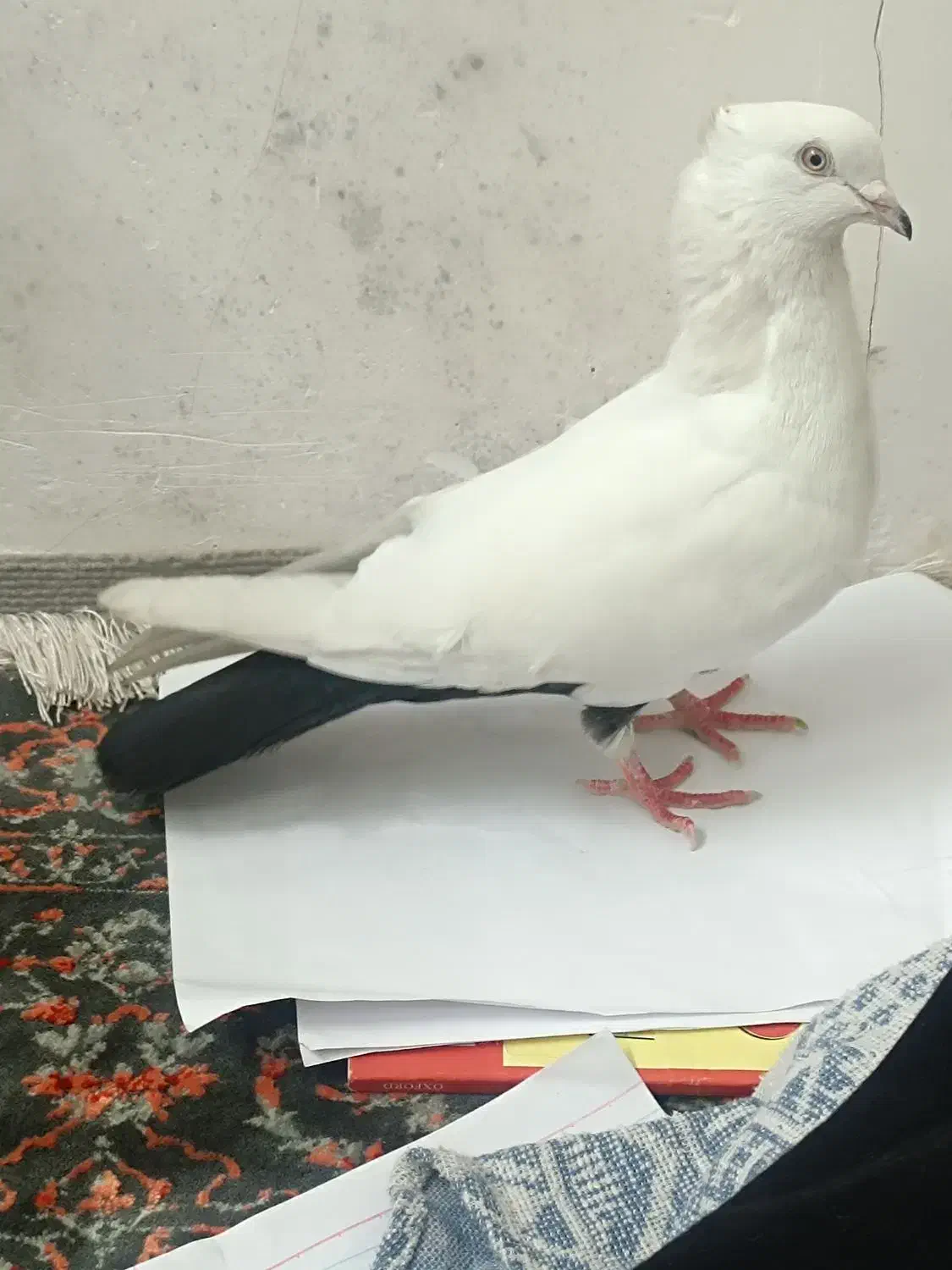 کبوتر|پرنده|دزفول, |دیوار