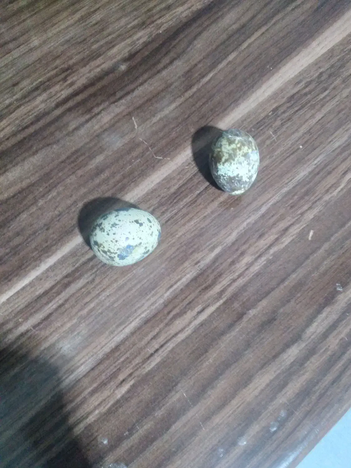 تخم بلدرچین نطفه دار|حیوانات مزرعه|تربت‌حیدریه, پائین ولایت|دیوار