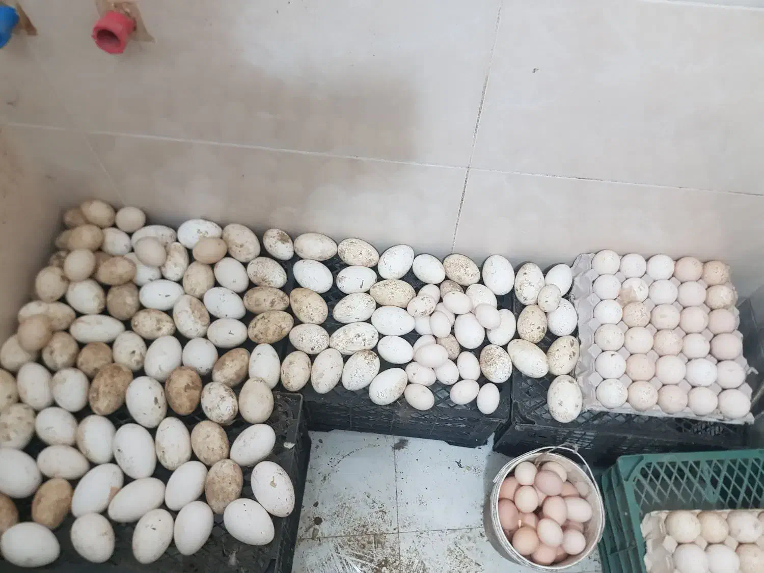 تخم بوقلمون برنز|حیوانات مزرعه|لنگرود, |دیوار