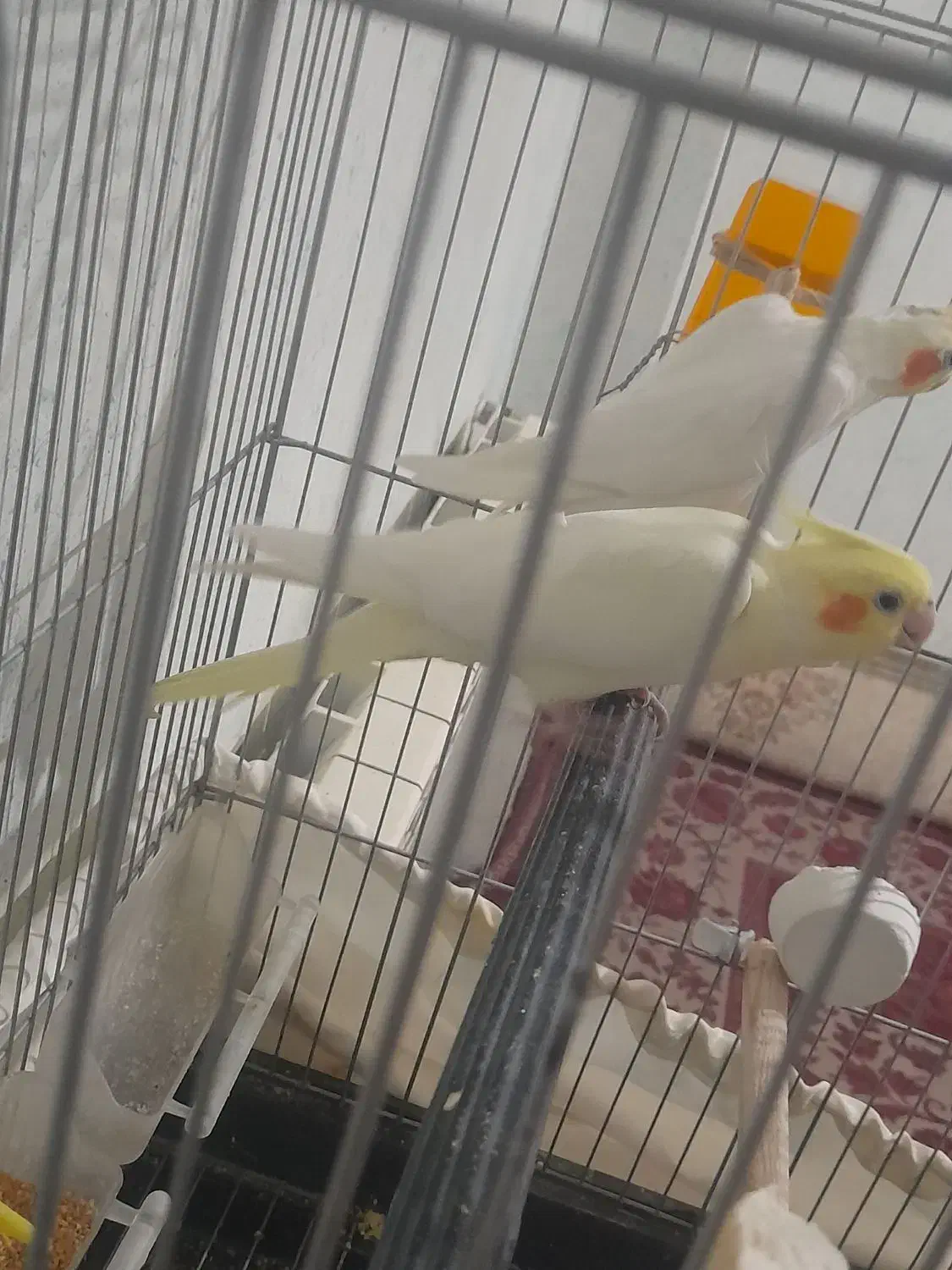 عروس هلندی مولد|پرنده|فولادشهر, مسکن مهر فولادشهر|دیوار