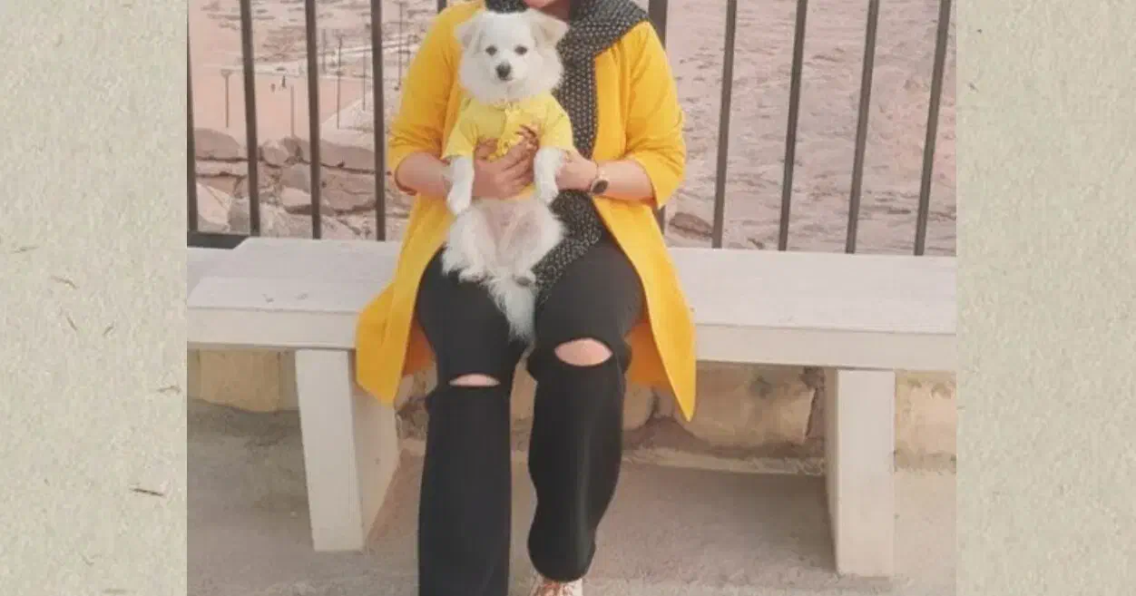 اشپیتز نر|سگ|بندرعباس, |دیوار