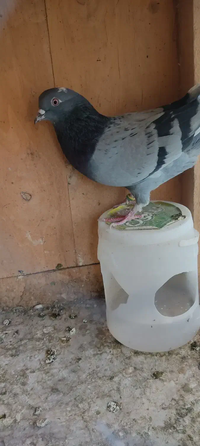 کبوتر غریبگیری|پرنده|تهران, شادآباد|دیوار