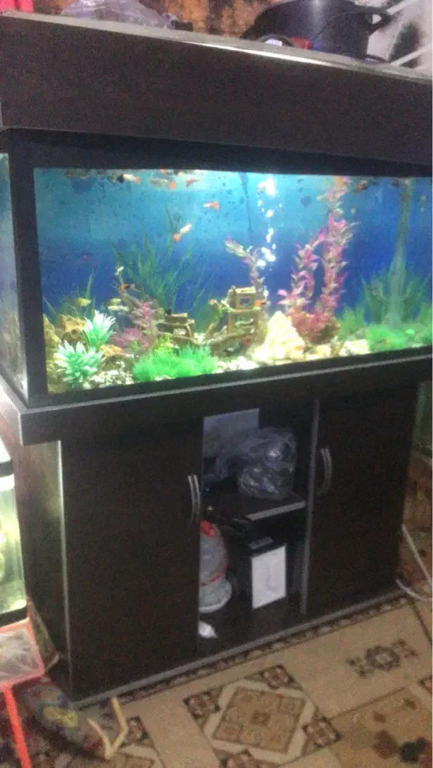 اکواریوم با پایه و کمد ام دی اف|ماهی|مشهد, ادیب نیشابوری (شهرک غرب)|دیوار