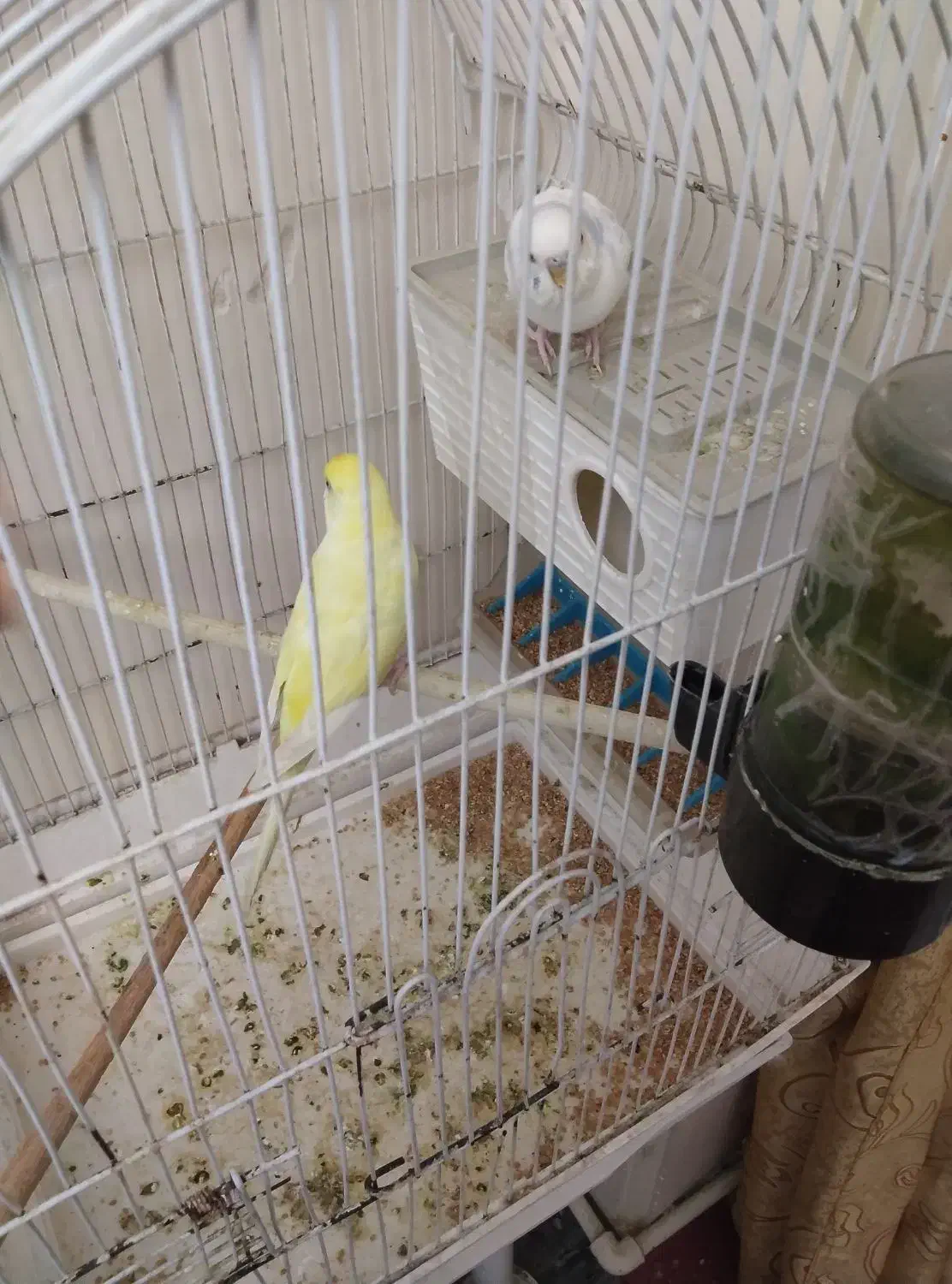 مرغ عشق هلندی|پرنده|اهواز, کیانپارس |دیوار