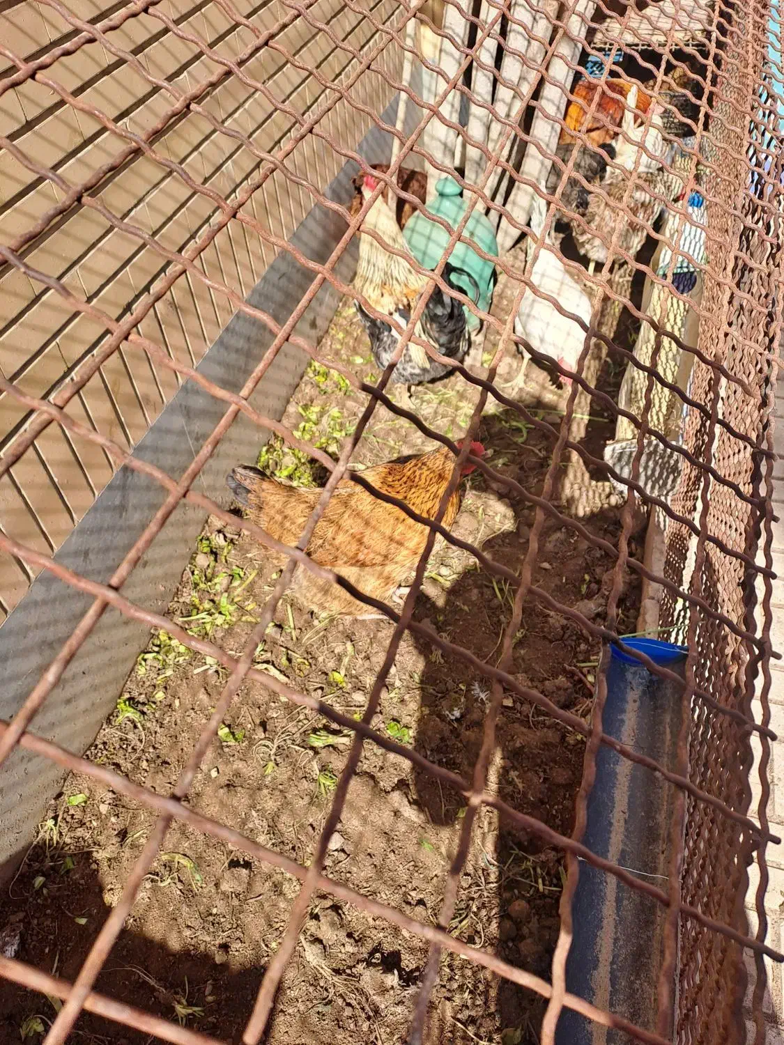 مرغ و خروس|حیوانات مزرعه|قزوین, |دیوار