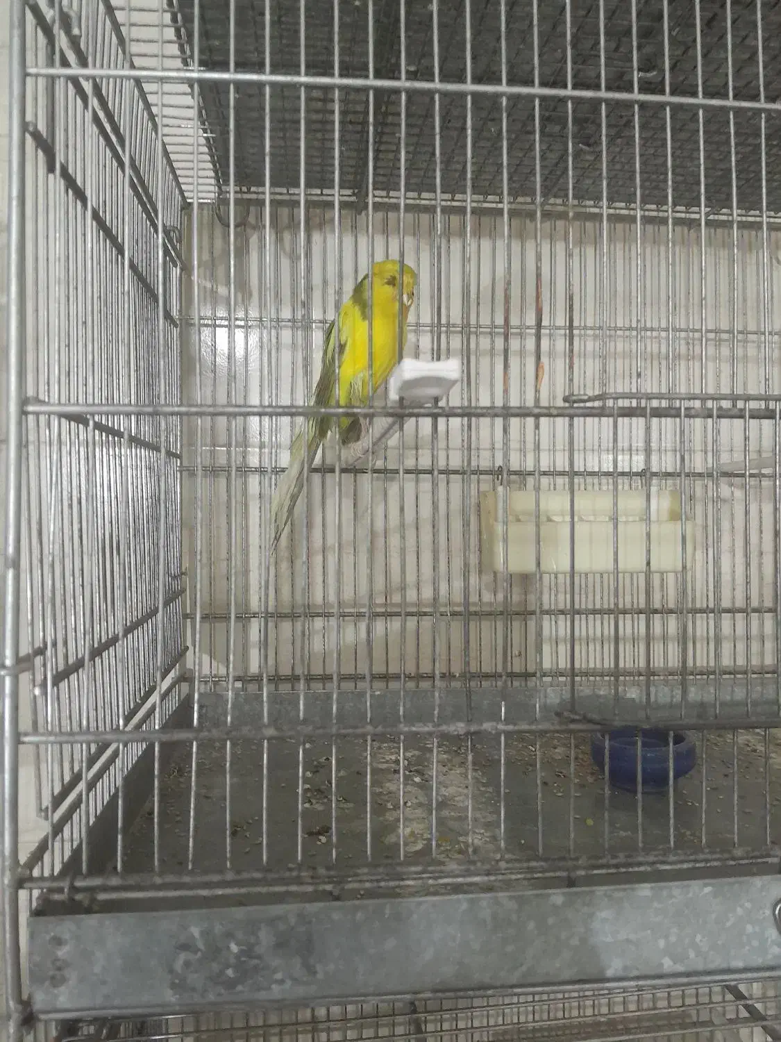 قناری رسمی بلند|پرنده|پاکدشت, پاکدشت (مامازند)|دیوار