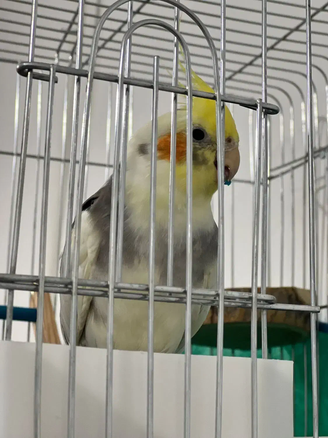 عروس سخنگو|پرنده|مریوان, |دیوار