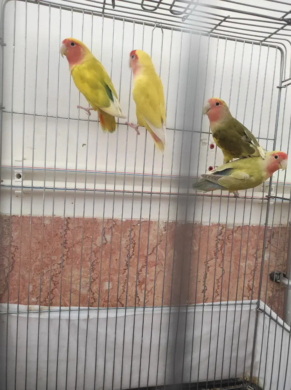 طوطی برزیلی|پرنده|شاهرود, |دیوار