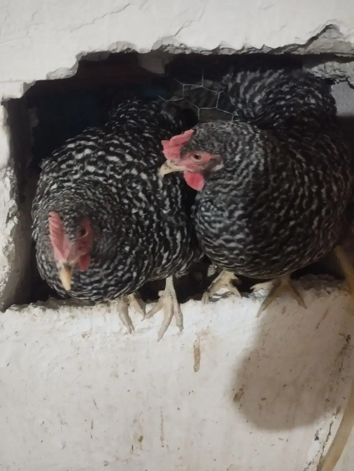 تخم نطفه دار و جوجه آمروک|حیوانات مزرعه|شیراز, اصلاح‌نژاد|دیوار