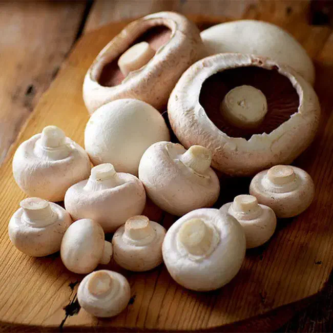 تولید وپخش قارچ فله به پایبن ترین قیمت روز|عمدهفروشی|قم, زنبیل آباد|دیوار