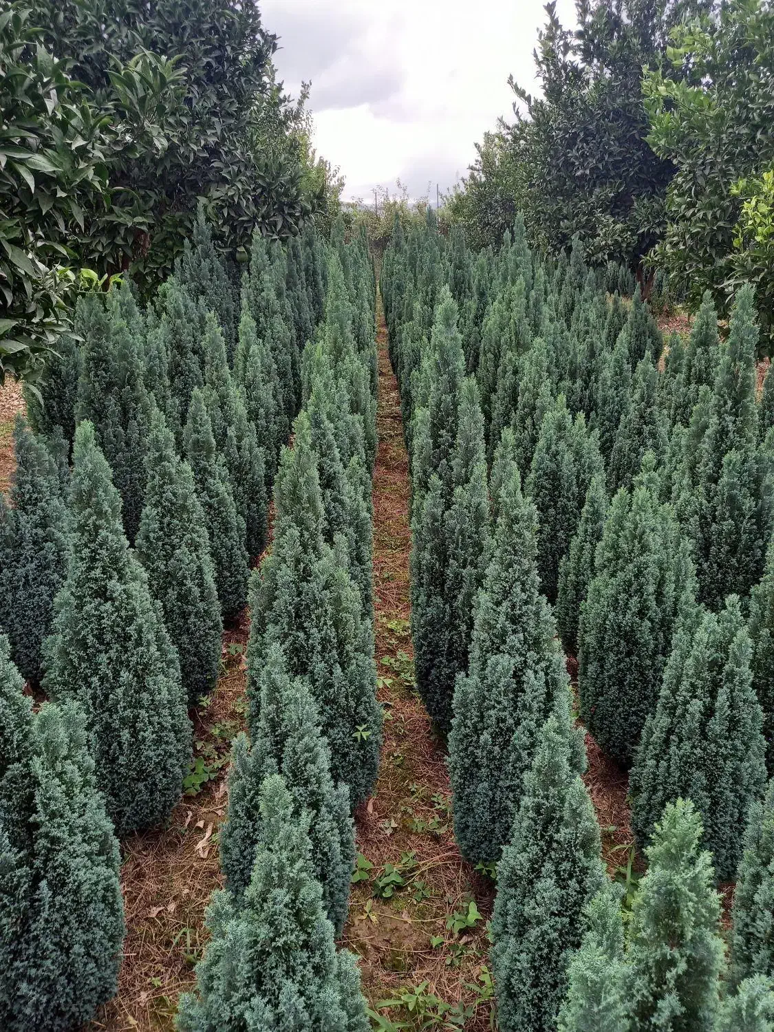 سدر آتلانتیک|گل و گیاه طبیعی|فولادشهر, فولادشهر|دیوار