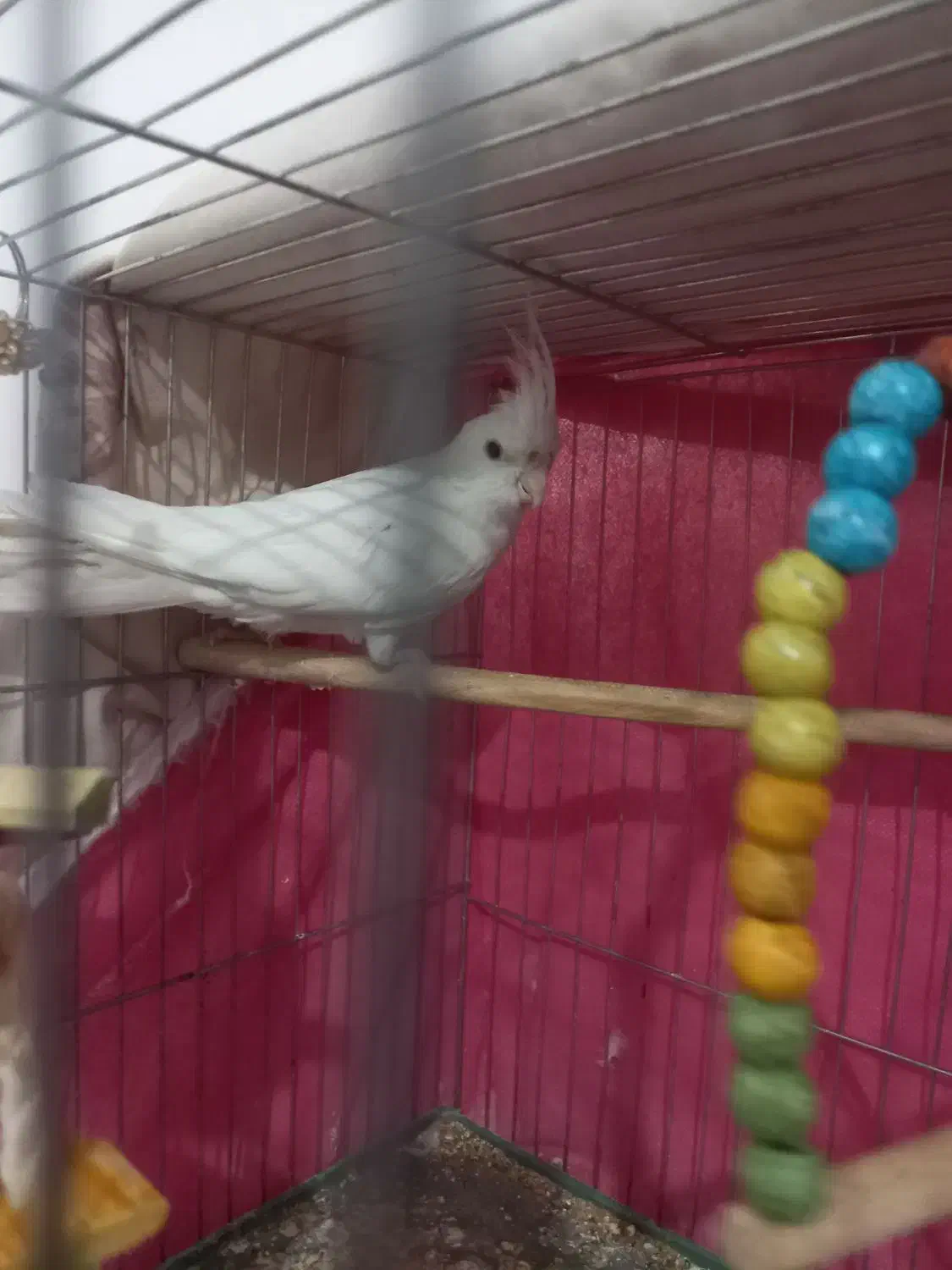 یک عددجوجه عروس هلندی ماده سالم وسرحال|پرنده|تیران, |دیوار