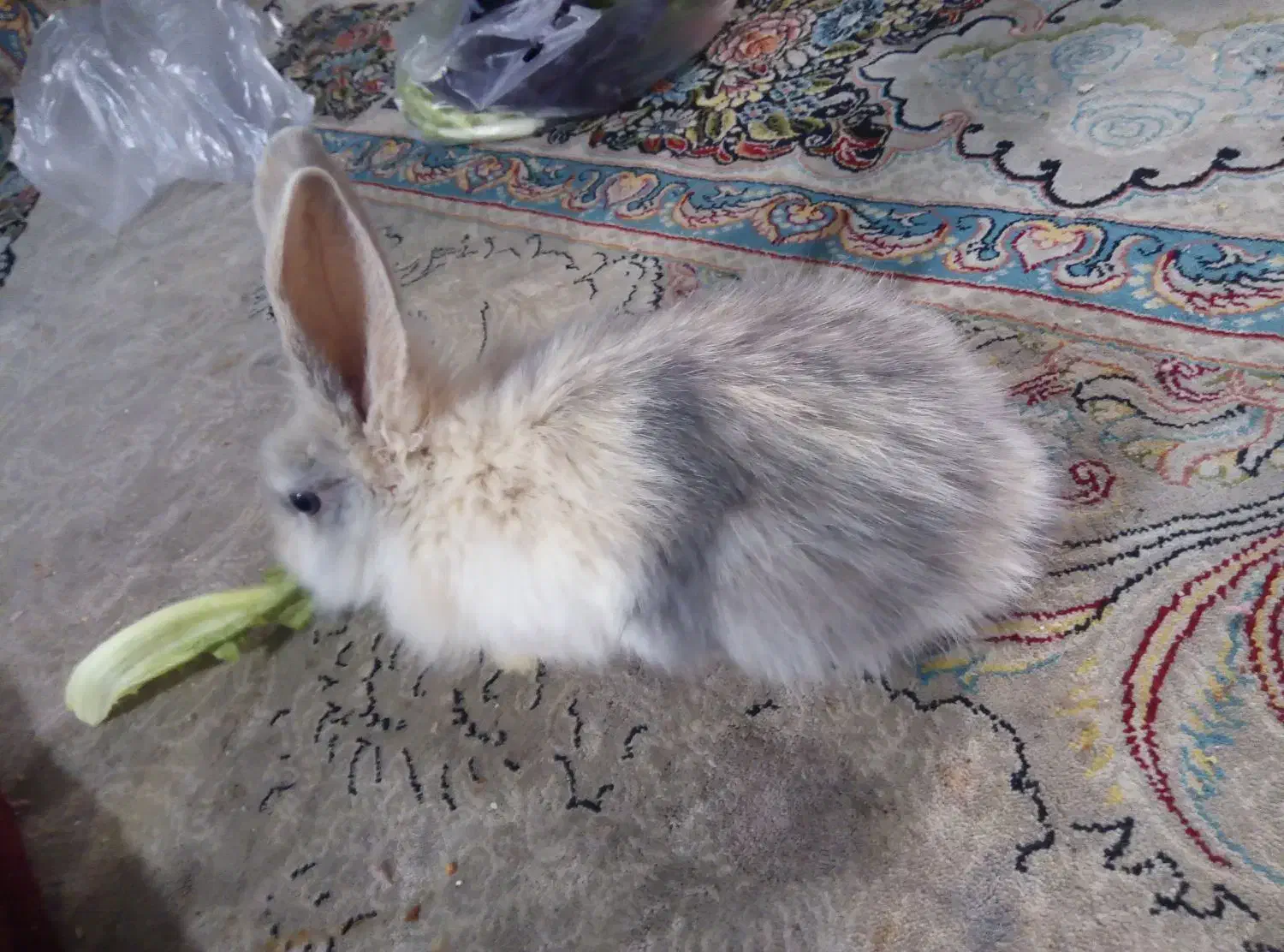 خرگوش|موش و خرگوش|گناباد, |دیوار