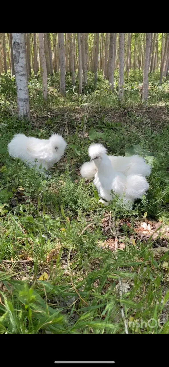 مرغ ابریشمی|حیوانات مزرعه|قره ضیاالدین, |دیوار